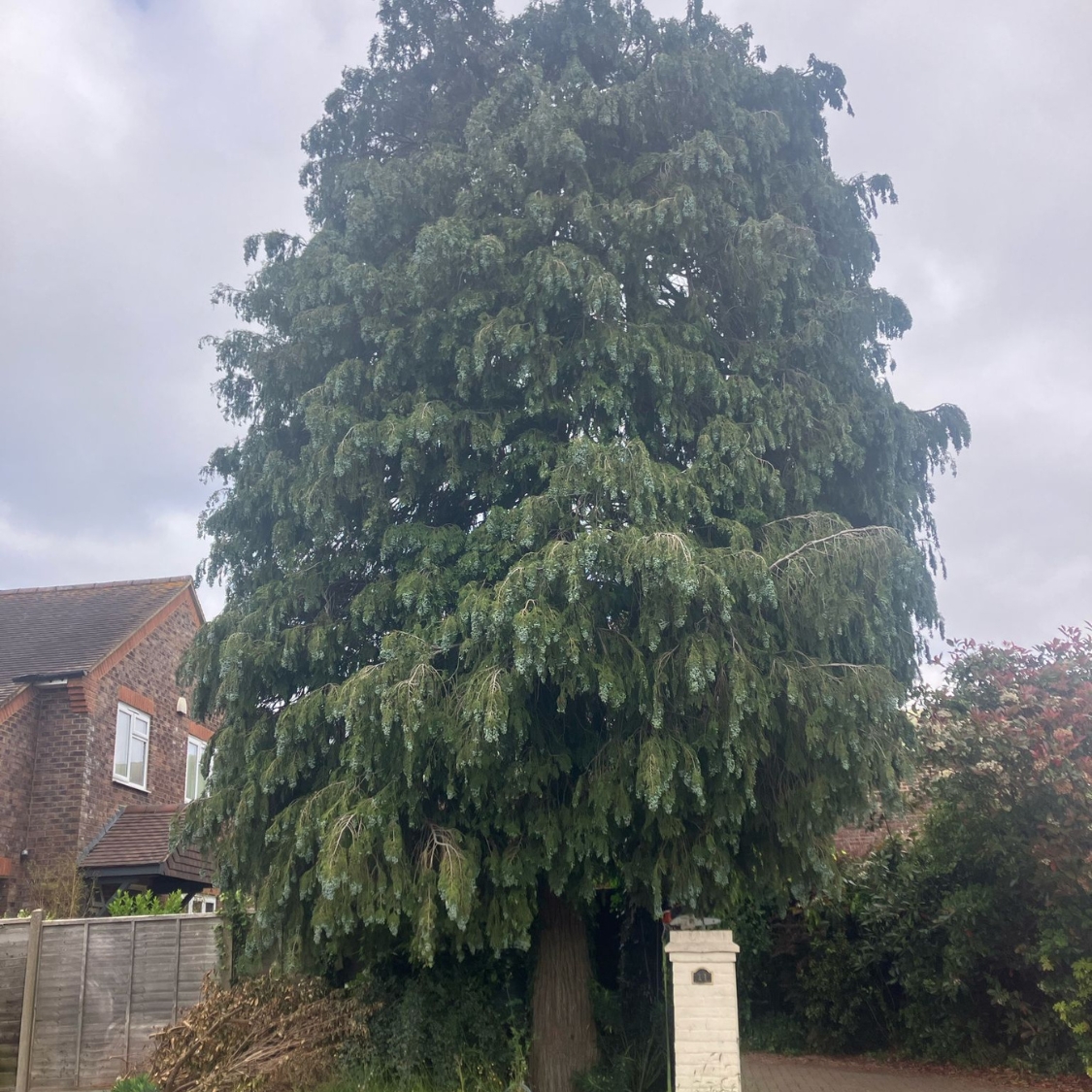 Garden before tree removal by Burley Tree Services