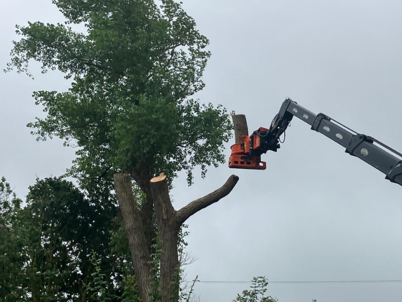 Crown reduction and pollarding work
