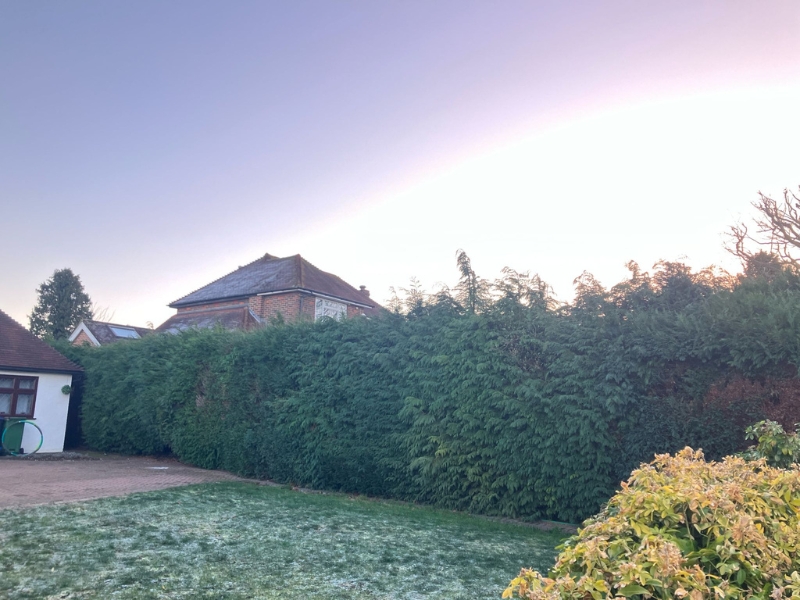 Hedge trimming and shaping