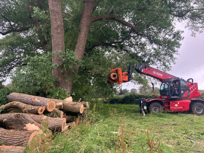 Large tree removal by Burley Tree Services