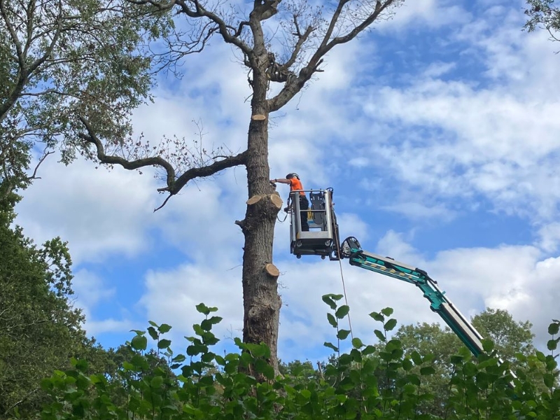 Tree surgery in progress in Surrey