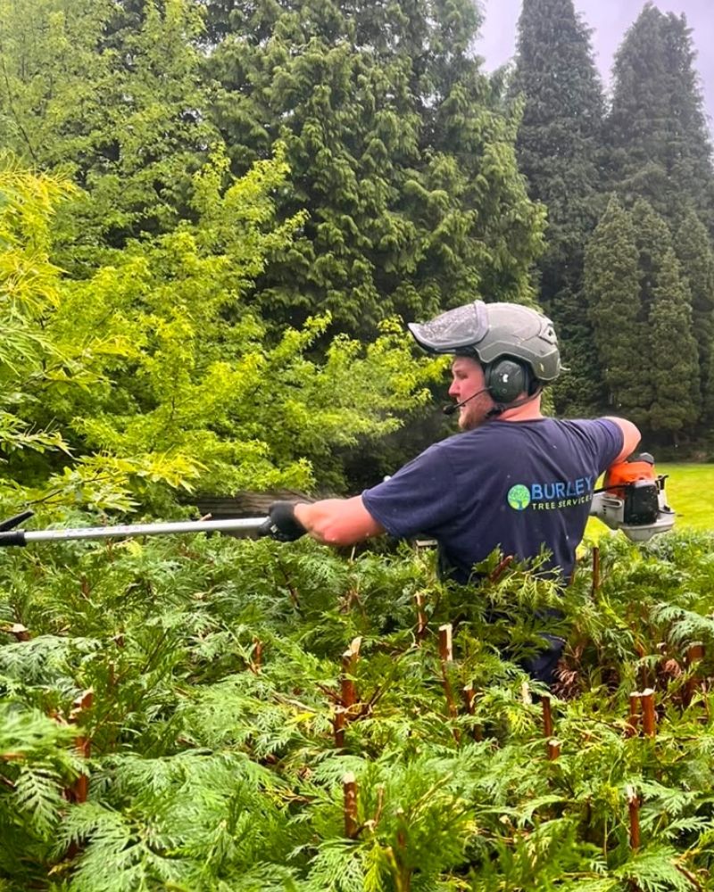 Sam and the Burley Tree Services team on a job in Surrey